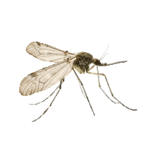 Fly Flying Sticker