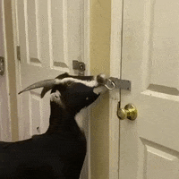 Goat Wow GIF by JustViral.Net