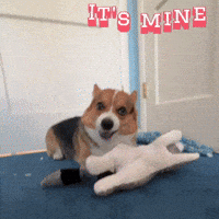 Corgi Milo GIF