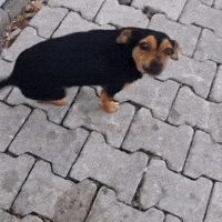 Yoguntasak GIF