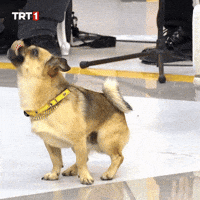 Dogs Kopek GIF by TRT