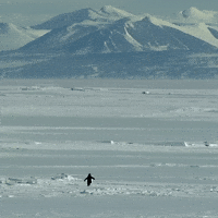 Penguin Mountain GIF