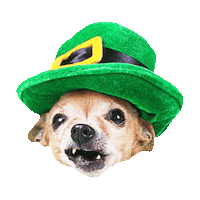 St Patricks Day Laughing Sticker by imoji