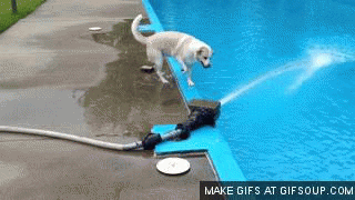 dog GIF