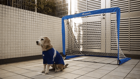 dog soccer GIF