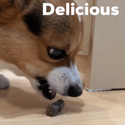 Dog Milo GIF
