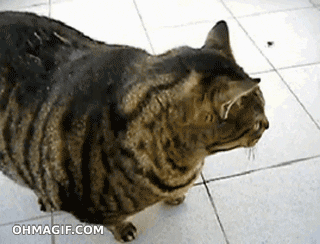 Video gif. Round tabby cat drops to the ground and rolls onto its back.