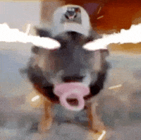 Dog Lazer GIF