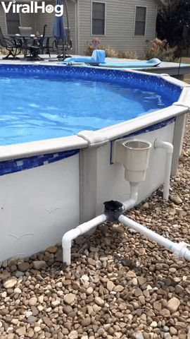 Dog Has Interesting Way of Getting Out of Pool