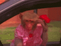 Flower Rose GIF