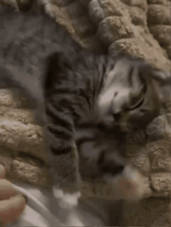 romanoff2402 giphygifmaker GIF