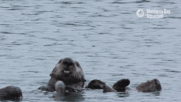 sea otter eating GIF by Monterey Bay Aquarium