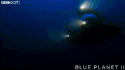 blue planet ocean GIF by BBC Earth