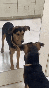 Puppy Has Confused Reaction to Seeing Reflection in Mirror