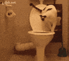 toilet paper cat GIF