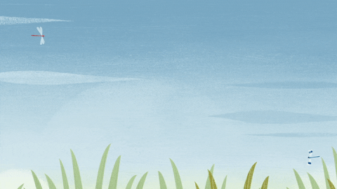 #puffin #rock #puffinrock #dragonfly #display GIF by Puffin Rock