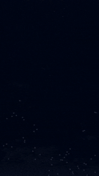 Web Development Day GIF by Avira Digital Studios