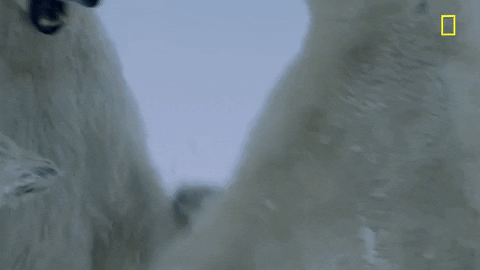 nat geo fighting GIF by National Geographic Channel