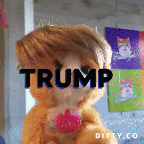 trumpkitty GIF by Product Hunt