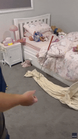 Snake Catcher Removes Venomous Snake From Child's Bed