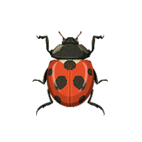 AvonZ ladybird coccinelle insecte avonzspringtime Sticker