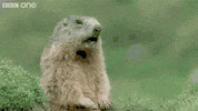 Dog GIF