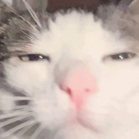 Sleepy Cat GIF