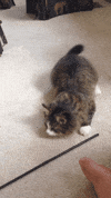 cat butt GIF