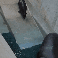 Pygmy Hippo Baby GIF by John Ball Zoo