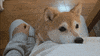 Dog Please GIF