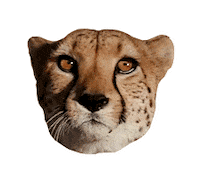 Cat Cheetah Sticker by Discovery