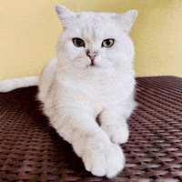 cosmocatofficial cute cat cosmo white cat cool cat GIF