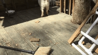 Puppy and Bird Partake in Cutest Game of Chase Ever