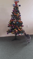 Curious Cat Knocks Over Christmas Tree