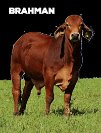 fazendasonhoerealidade brahman abcz berte fazendasonhoerealidade GIF