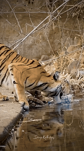 cuteanimalland giphyupload GIF