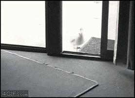 bay robery GIF