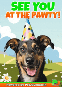 PetJuvenate petjuvenate henlo hooman fren love rescue dogs treatos and woofer for pupper GIF