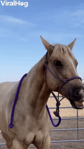 Happy Horse Smiles for the Camera