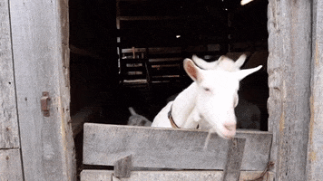 Indiana Goats GIF by Conner Prairie