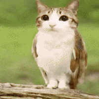 Meowl GIF