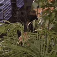 Dragons Den Hello GIF by CBC