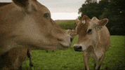 avenuebeat delight avenue beat GIF