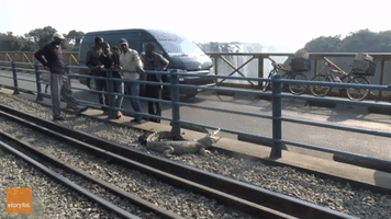 Crocodile Caught at Railway Tracks over Victoria Falls, Zimbabwe