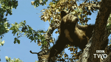 bbc bear bbc bears bbc two GIF