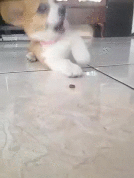puppy treat GIF