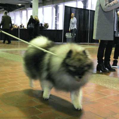 dog show dogs GIF by Westminster Kennel Club