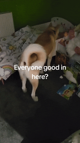 cuteanimalland giphyupload GIF