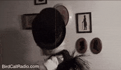 BirdCallRadio hello hi weird 80s GIF