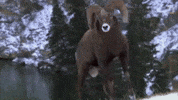 Bighorn Sheep Butting Heads GIF by Nat Geo Wild